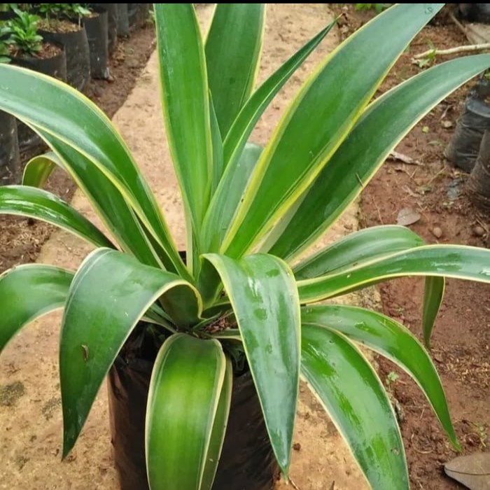 Tanaman Hias Siklok - Agave Hijau - Sansivera Siklok