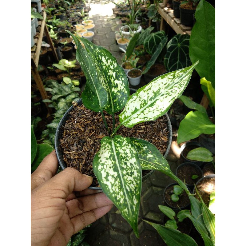 Jual Aglaonema snow white | Shopee Indonesia