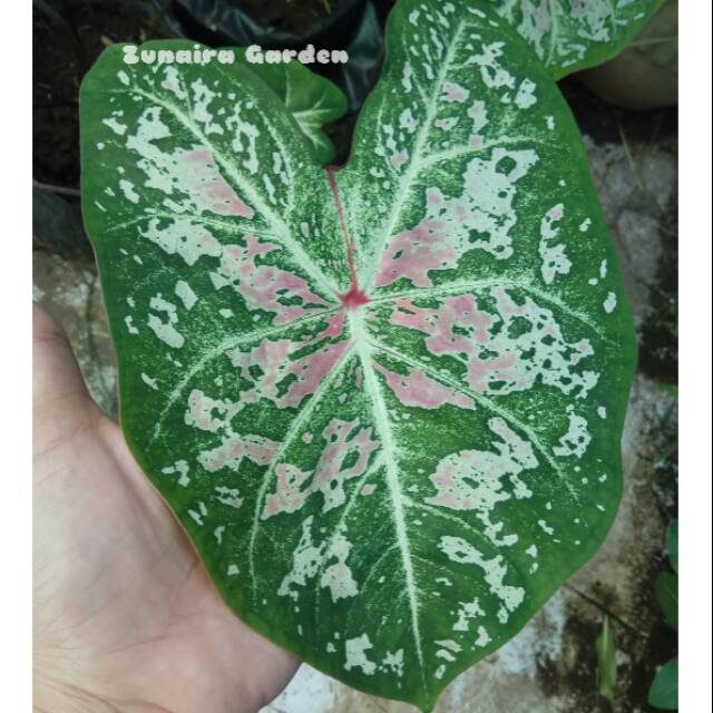 Keladi hias Florida Pink Cloud - Bibit keladi hias - Caladium Import