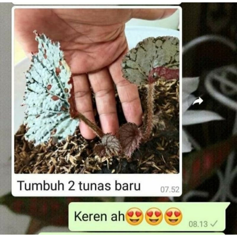PUPUK ECO ENZIM PUPUK ORGANIK PUPUK CAIR ECOENZIM PUPUK SEMPROT PUPUK ORGANIK ASLI PUPUK TANAMAN DIJ