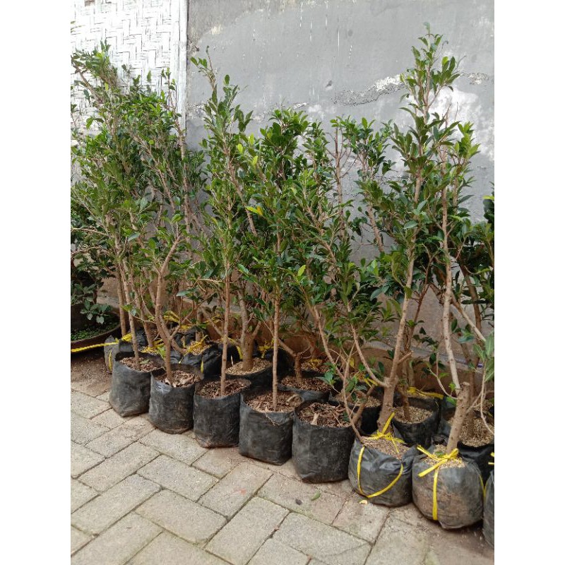bahan bonsai beringin elegan