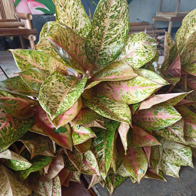 aglonema bigroy rumpun