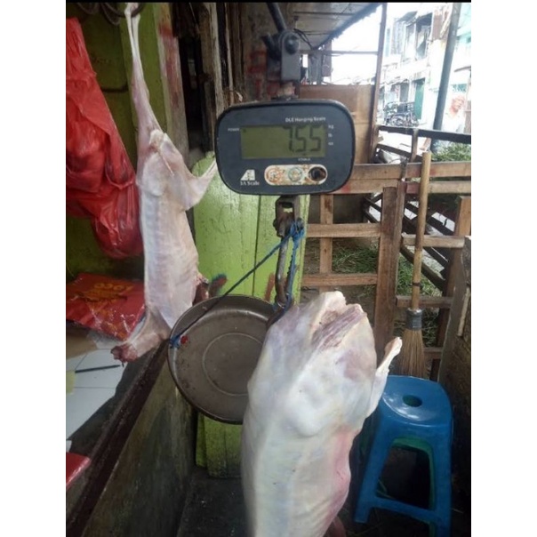 

Daging kambing Karakas fresh dan halal