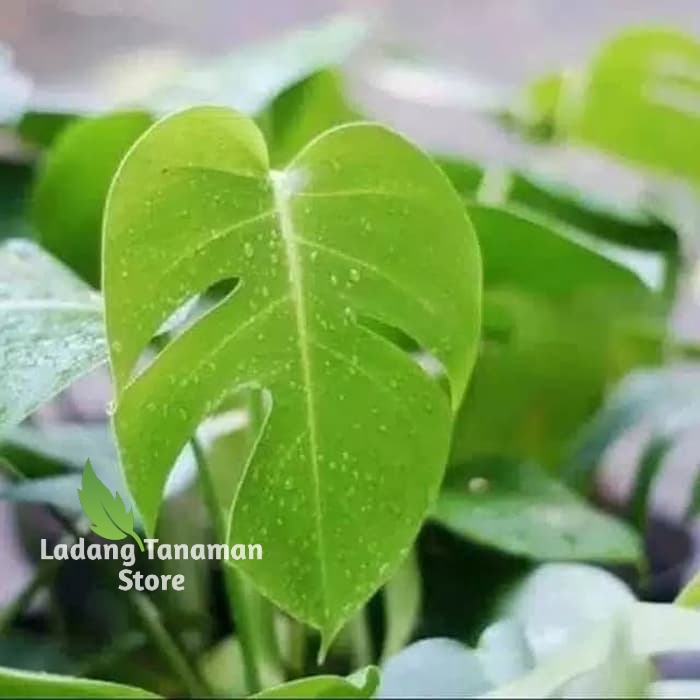 Tanaman hias monstera deliciosa - tanaman monstera- monstera deliciosa