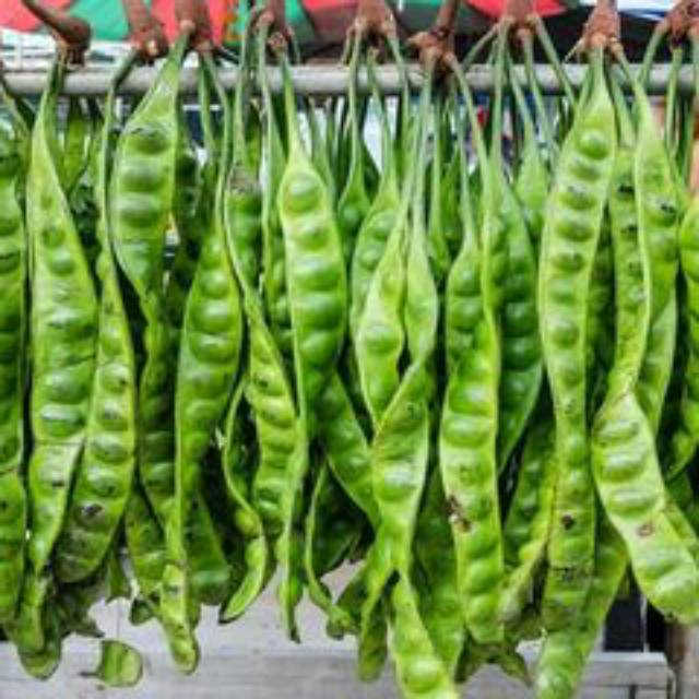 BIBIT TANAMAN PETAI UNGGUL