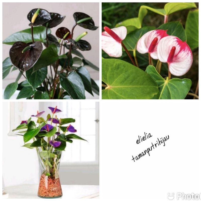paket hemat 3 jenis bunga tanaman hias Anthurium mickey mouse-pohon mikimos 3 warna bunga pink putih