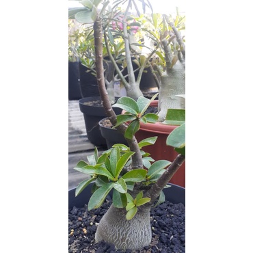 Adenium Arabicum Black RCN
