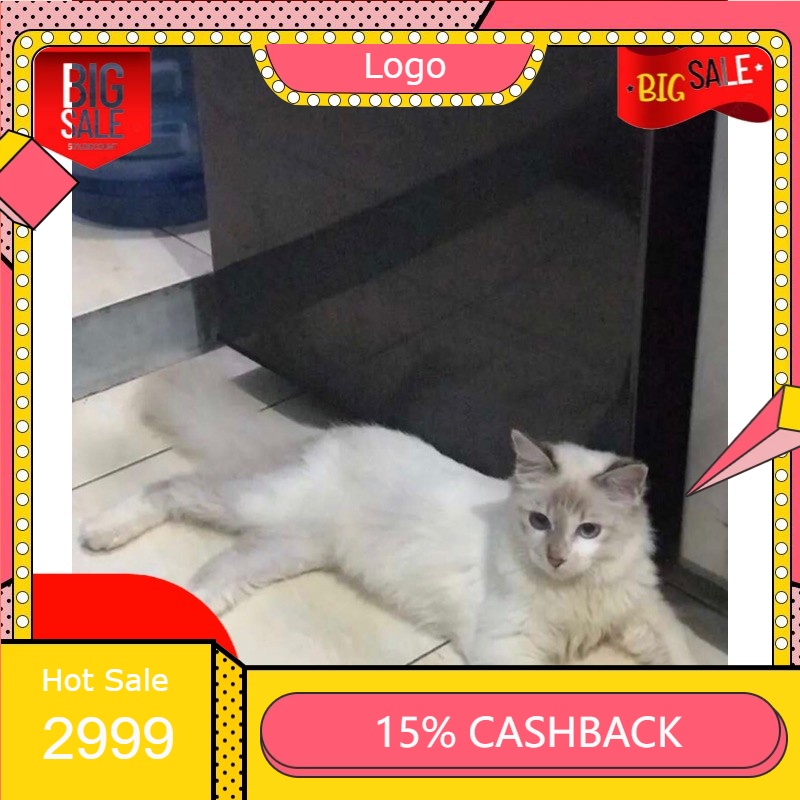 Jual Kucing Persia Himalaya Lynx Point Jantan | Shopee Indonesia