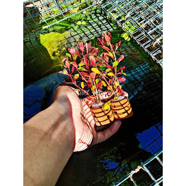 Ludwigia Sp Red