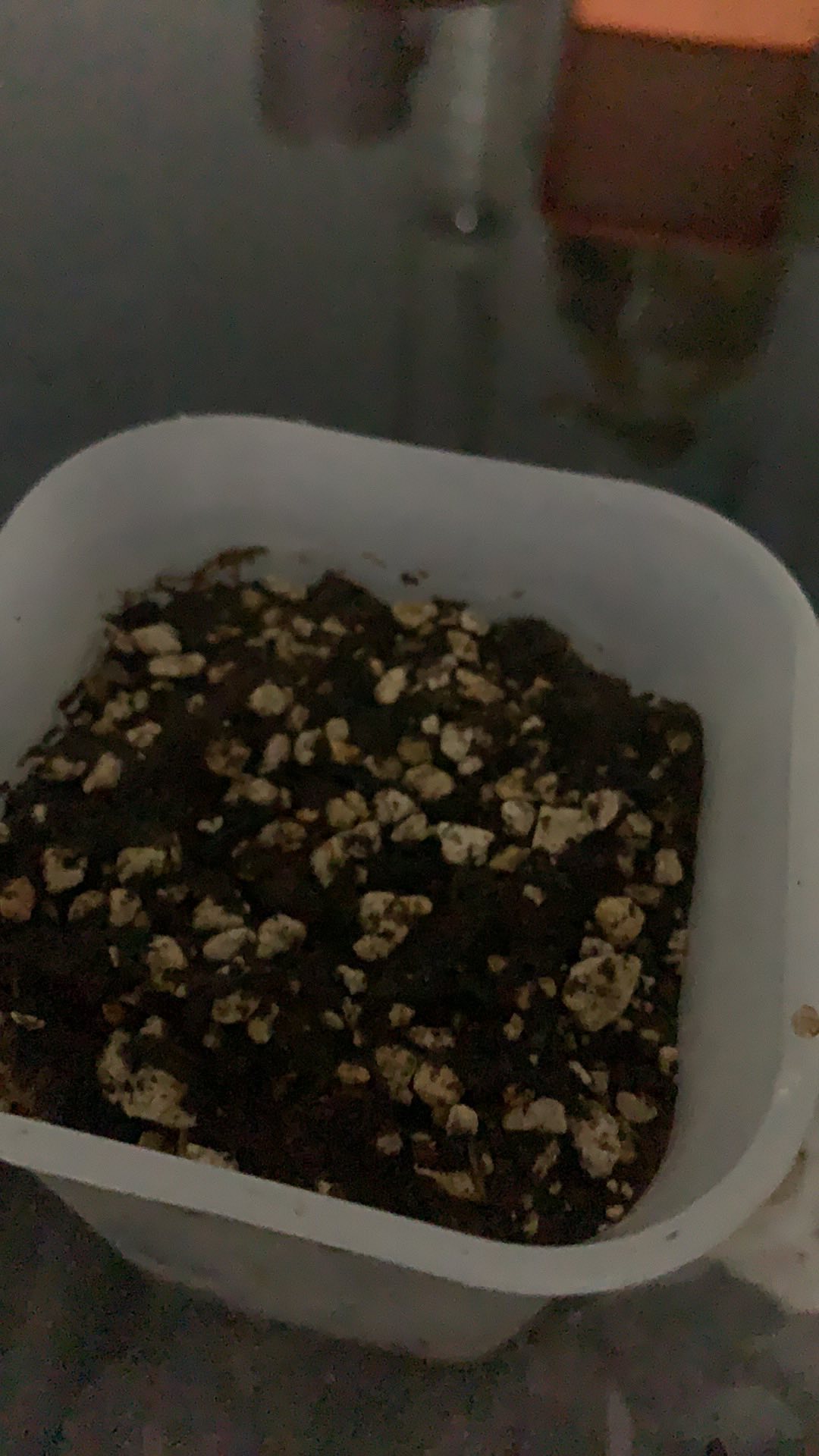 Starkle G Thailand - 250 Gram Kemasan Asli Bukan Repacking