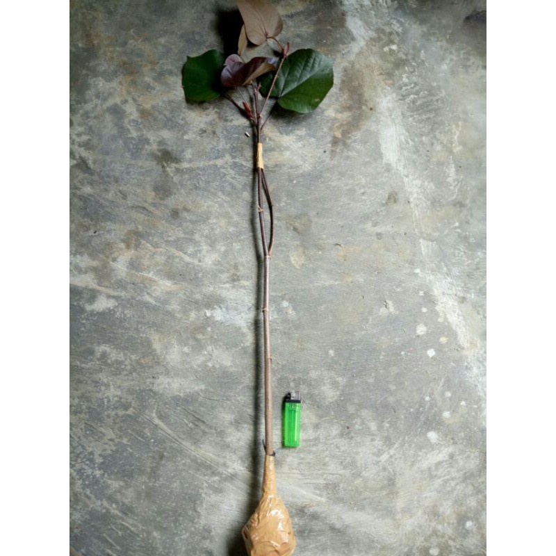 Bibit bahan bonsai Waru Merah Super Red