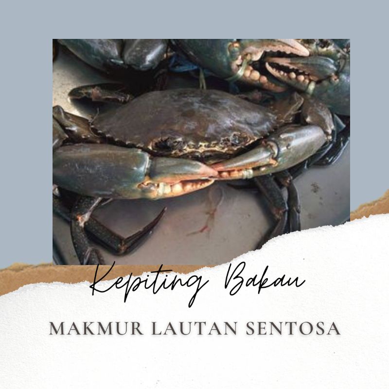 

KEPITING BAKAU HIDUP JANTAN ISI 2/KG