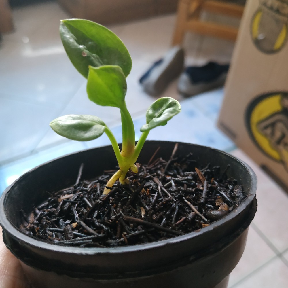 Bibit Anturium Jemani Mangkok Tornado