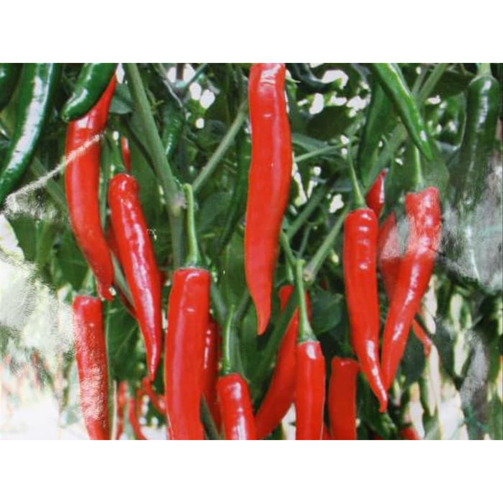Biji Cabe Merah Besar - Bibit Tanaman Cabe Merah Besar - Hot Pepper Chili Super Hot - COD