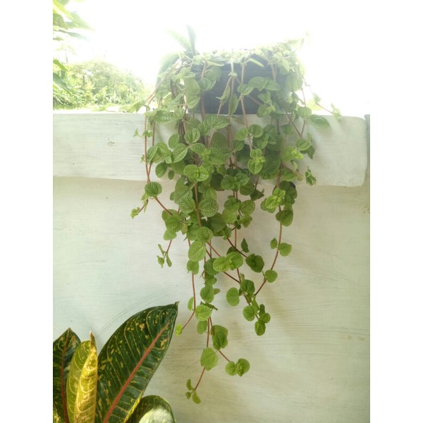 tanaman gantung, creeping charlie rimbun