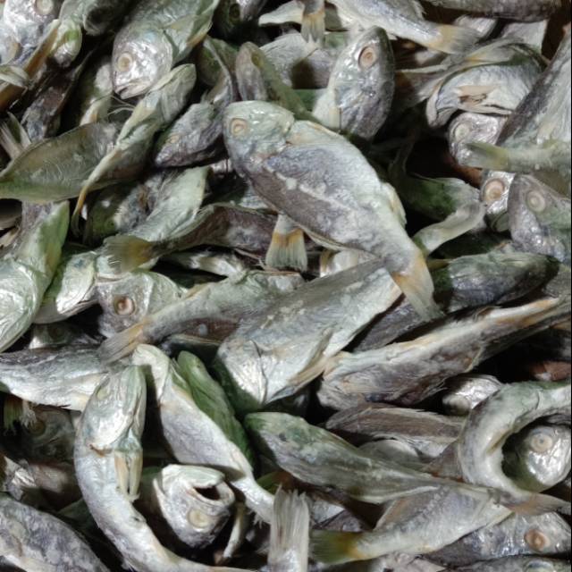 

IKAN ASIN KEPALA BATU