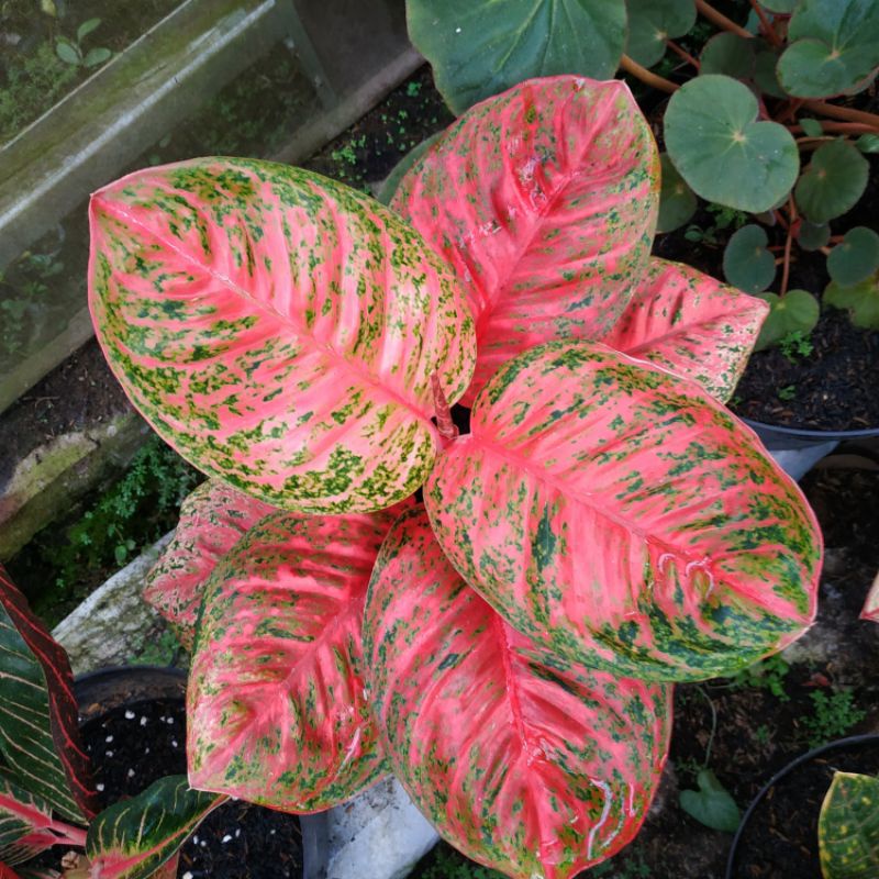 AGLONEMA WULANDARI LOKAL JUMBO