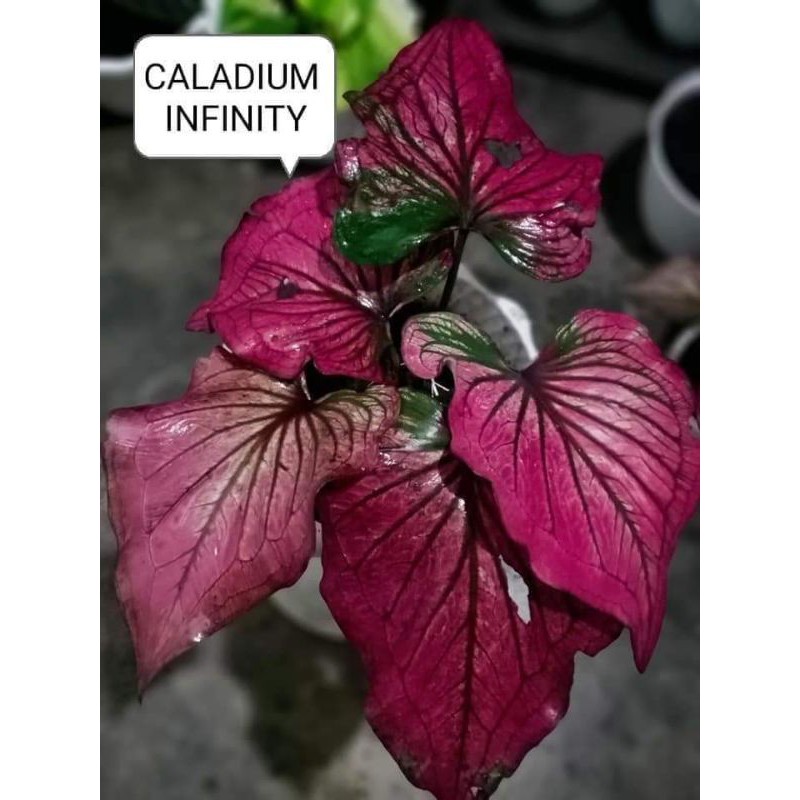 Tanaman hias caladium infinity/keladi pinggir emas