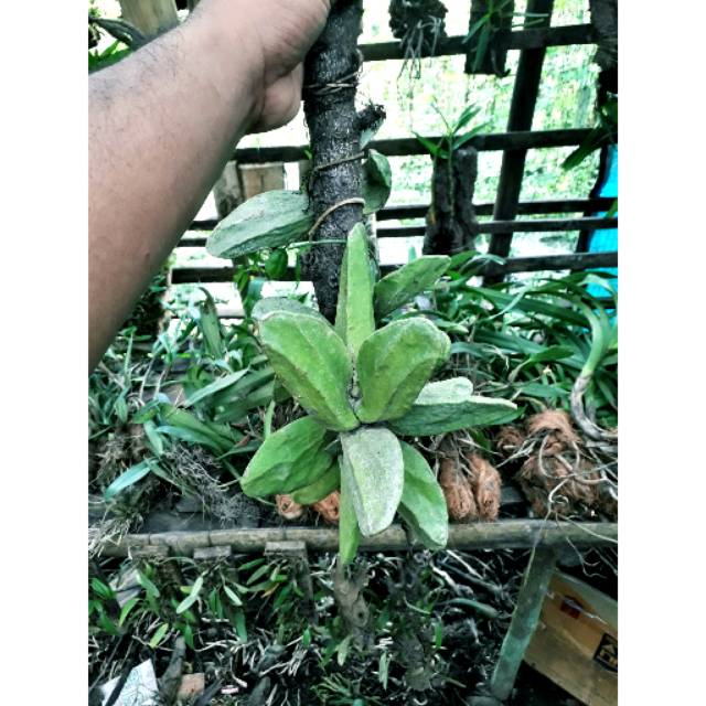 Tanaman hias_Dischidia major