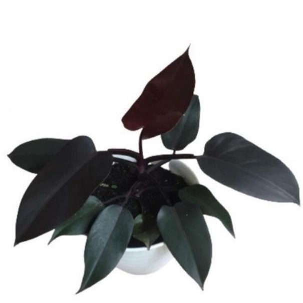 Philodendron black cardinal I dark lord asli getah ungu