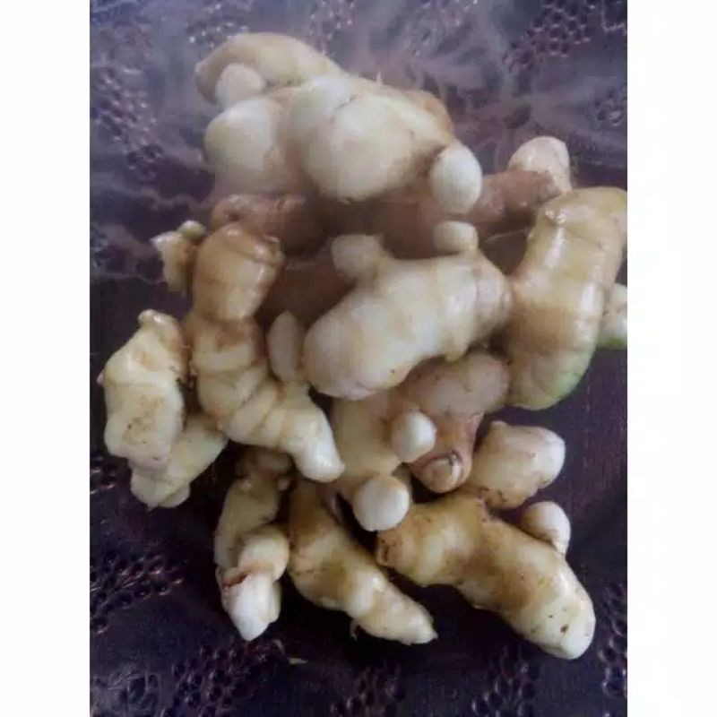 

Kunyit Putih,Temu Putih(Curcuma Zedoaria) murah 1kg