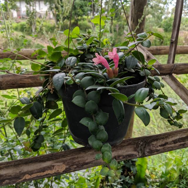 Tanaman Hias Gantung Lipstik Pink - Tanaman Bunga Lipstik Pink