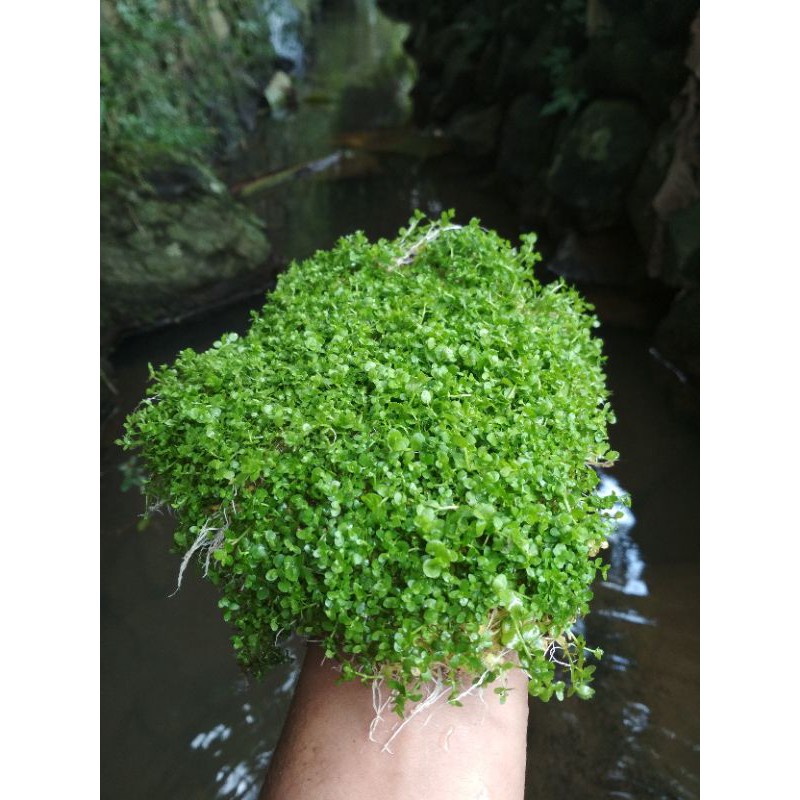 Monte Carlo carpet tanaman aquascape