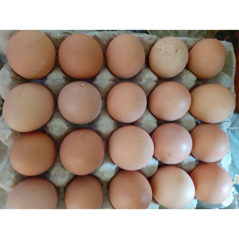 

Telur Ayam Ras dan Ayam Petelur Afkir