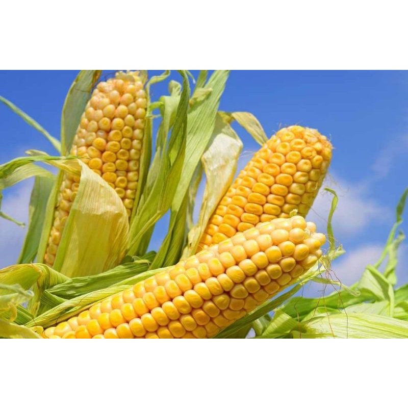 

jagung manis