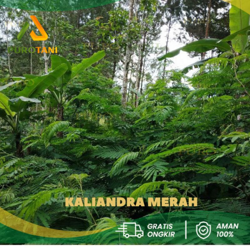 Biji Bibit Kaliandra Merah 1kg Unggul