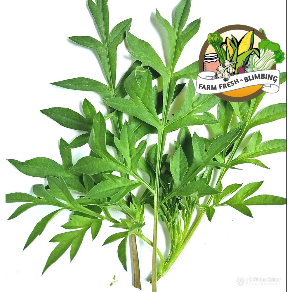 

sayur kenikir