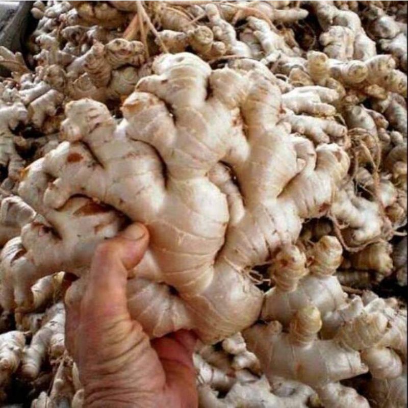 

1 KG JAHE GAJAH RIMPANG FRESH