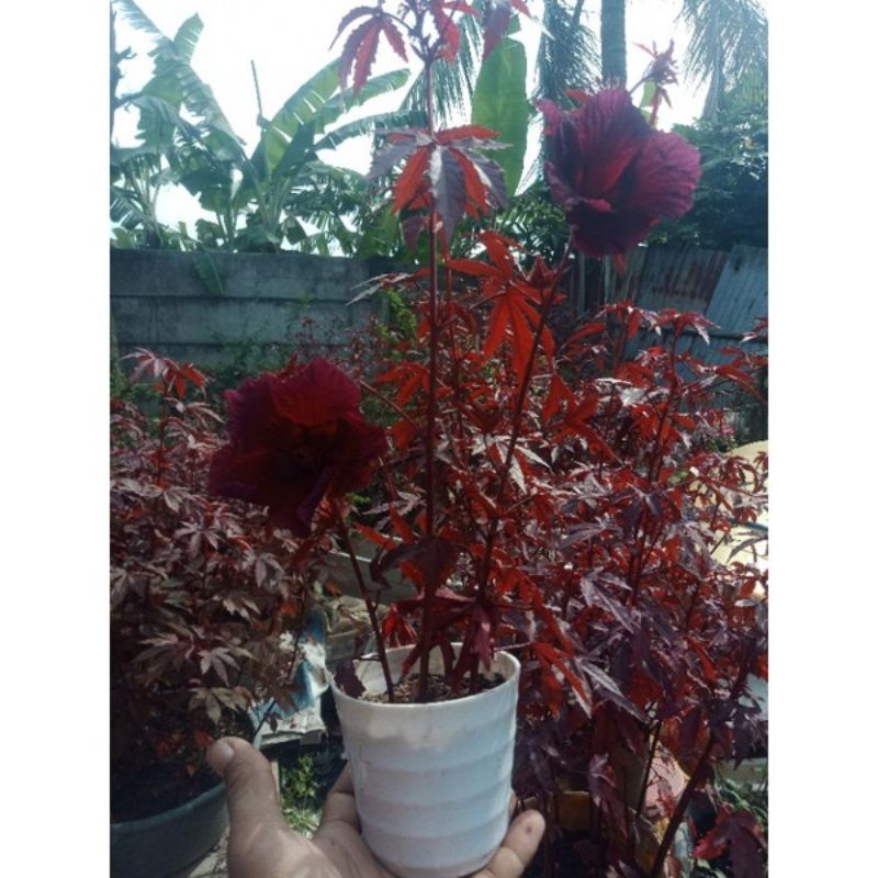 tanaman red maple panama