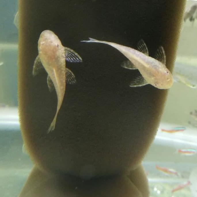 Terbaru Ikan Hias Aquascape " Sapu Sapu Albino " Size L
