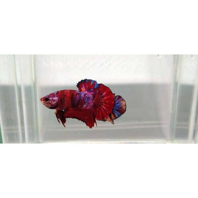 Cupang Red Koi Galaxy