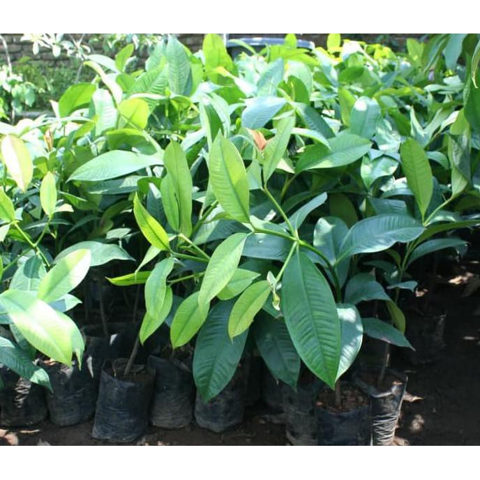 Bibit Tanaman Buah Manggis Merah (Mundar) Big Sale♨❐