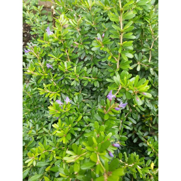 TANAMAN BIBIT BONSAI SAENG SIMBUR MICRO VIETNAM BUNGA UNGU