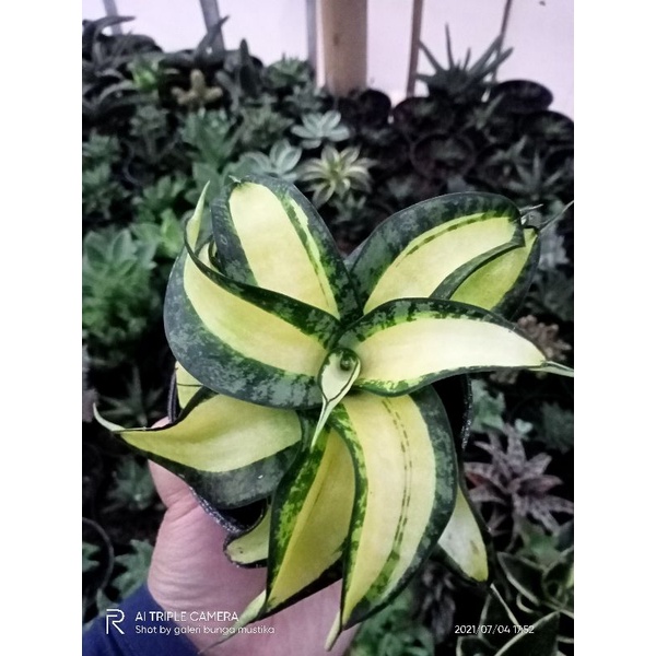 tanaman sensivera golden Wendy