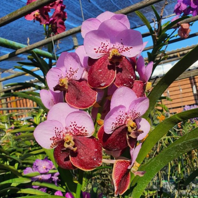 Anggrek vanda dewasa Kombinasi warna pink dan merah