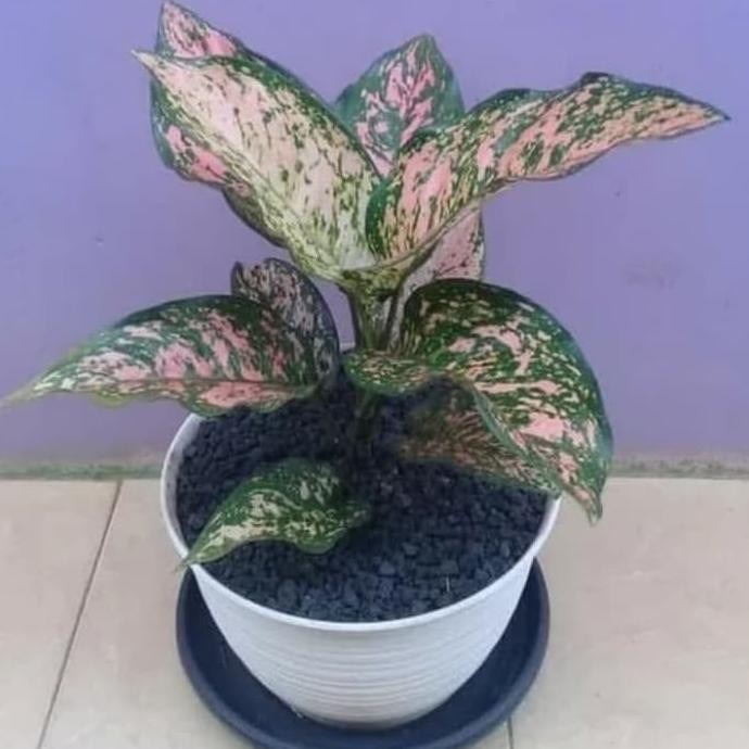 Tanaman Hias Indoor Aglonema Lady Valentine - Aglonema Lady Valentine