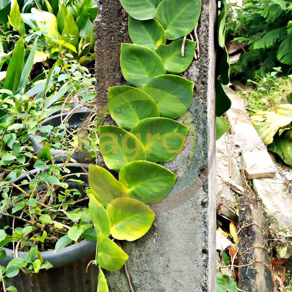 Tanaman Hias Menempel dan Merambat Flexi / Climbing dollar