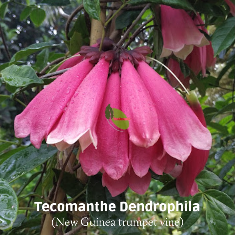 Tanaman Tecomanthe Dendrophila (New Guinea trumpet vine)