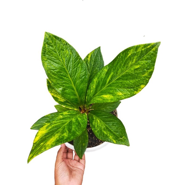 anthurium Jemani bj cobra varigata