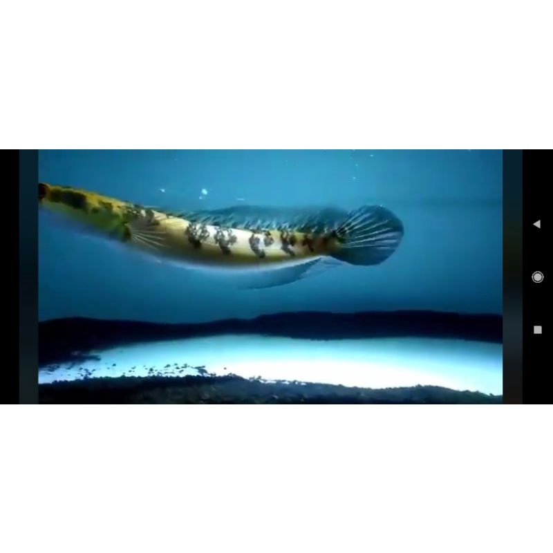 Baby YS 10-14 cm bar rapi (sortir)