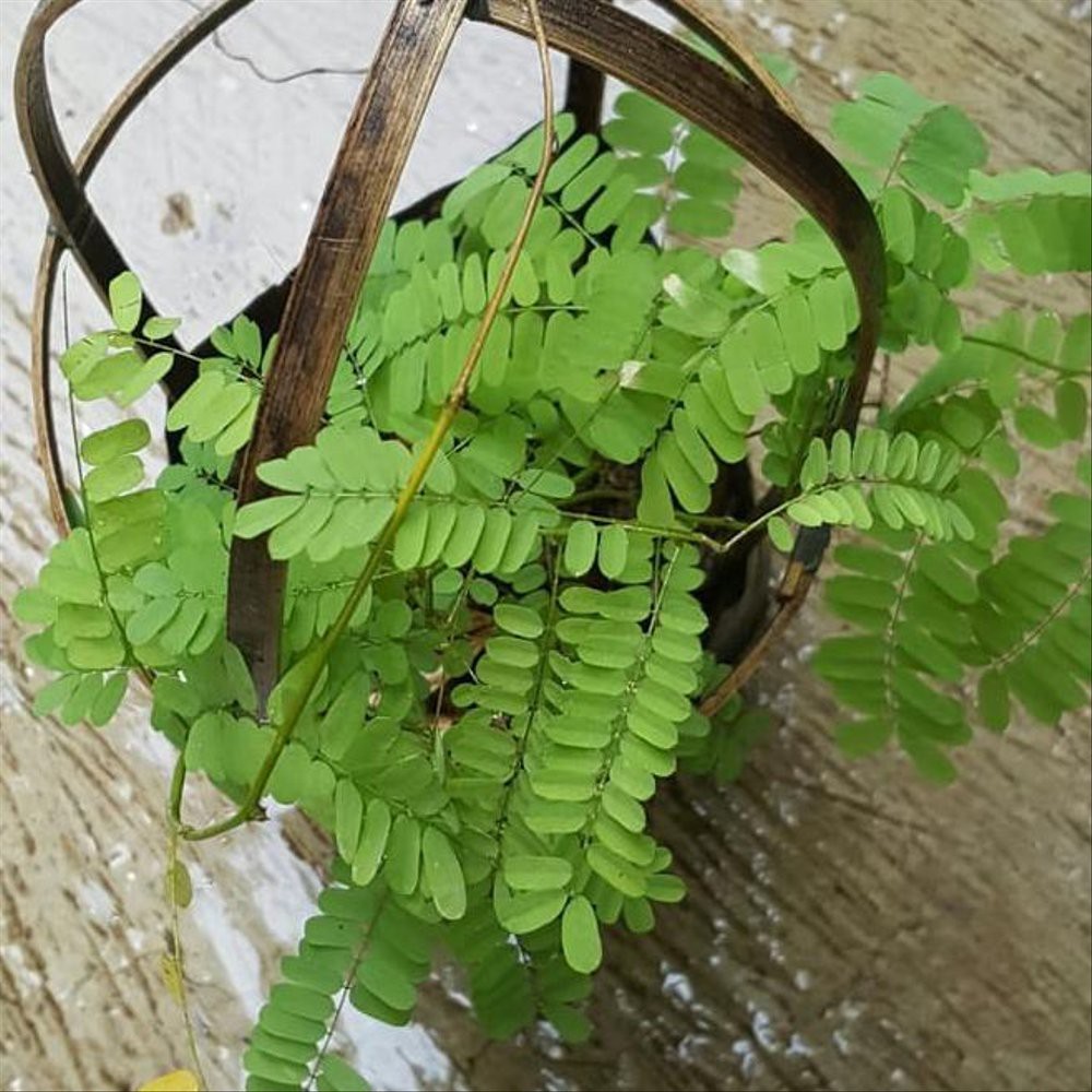 Tanaman Herbal Pohon Saga/Bibit Tanaman Pohon Saga/Pohon Daun Saga