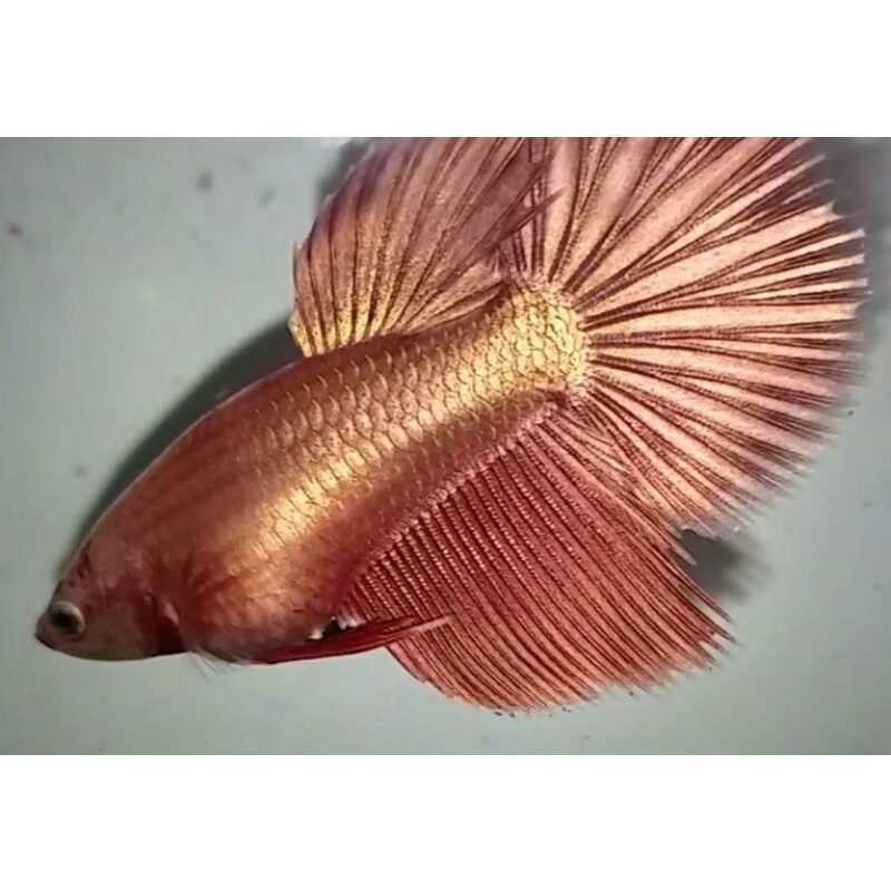CUPANG HALFMOON SUPER GOLD FEMALE (FOTO= SAMPEL IKAN)