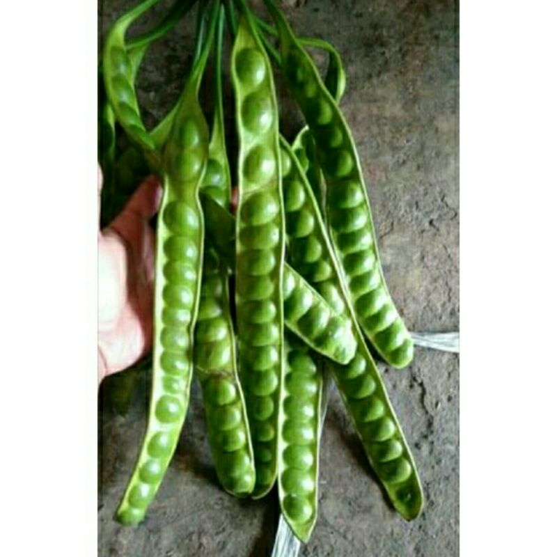 

PETE / PETAI 1 PAPAN 12-13 BIJI TERMURAH SUMEDANG