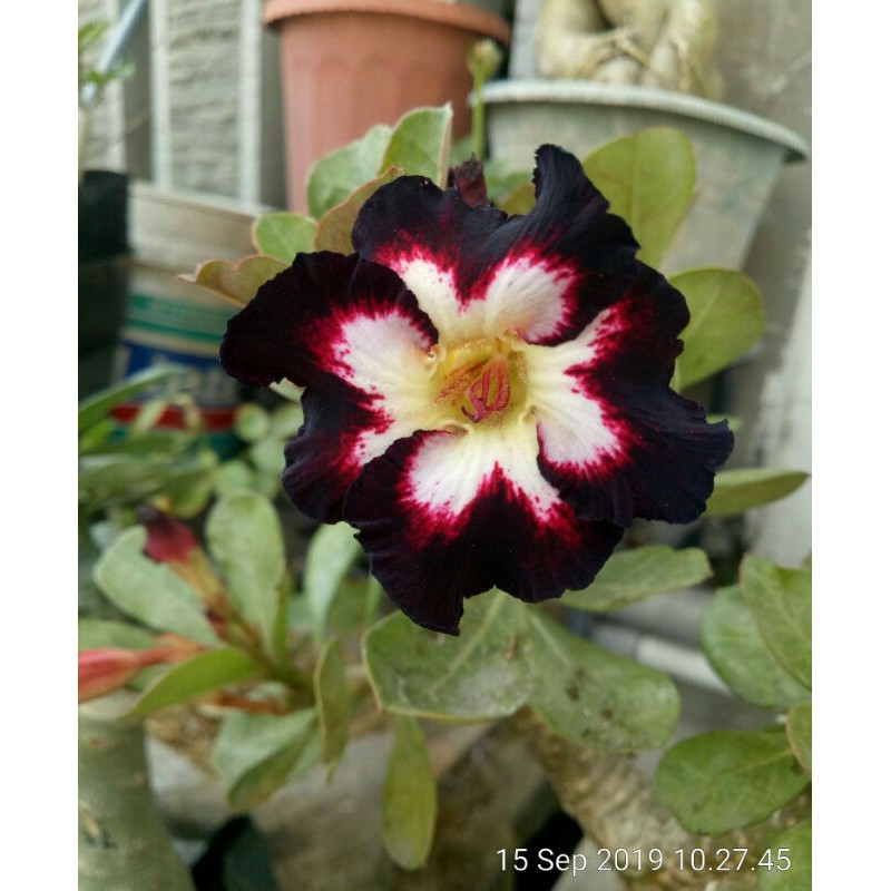 ADENIUM BUNGA SINGLE SIZE B