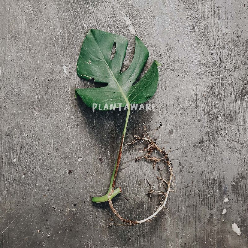 Monstera Variegata / Monvar Ekonomis B - Indukan Full White / Halfmoon