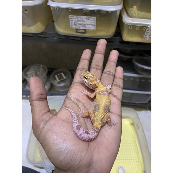 Leopard Gecko Male MST Enigma Het Eclipse PH Tremper Cakep No. 871